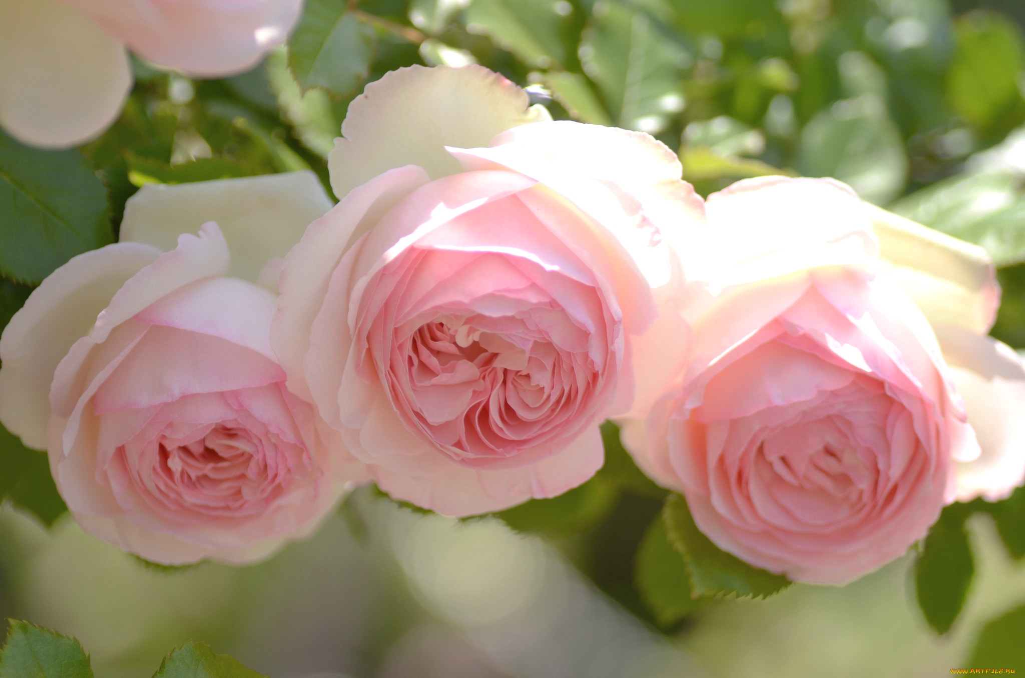 Розы были красивы и пышны пробежав. Пьер де Ронсар бутоны. Бледно розовые розы.